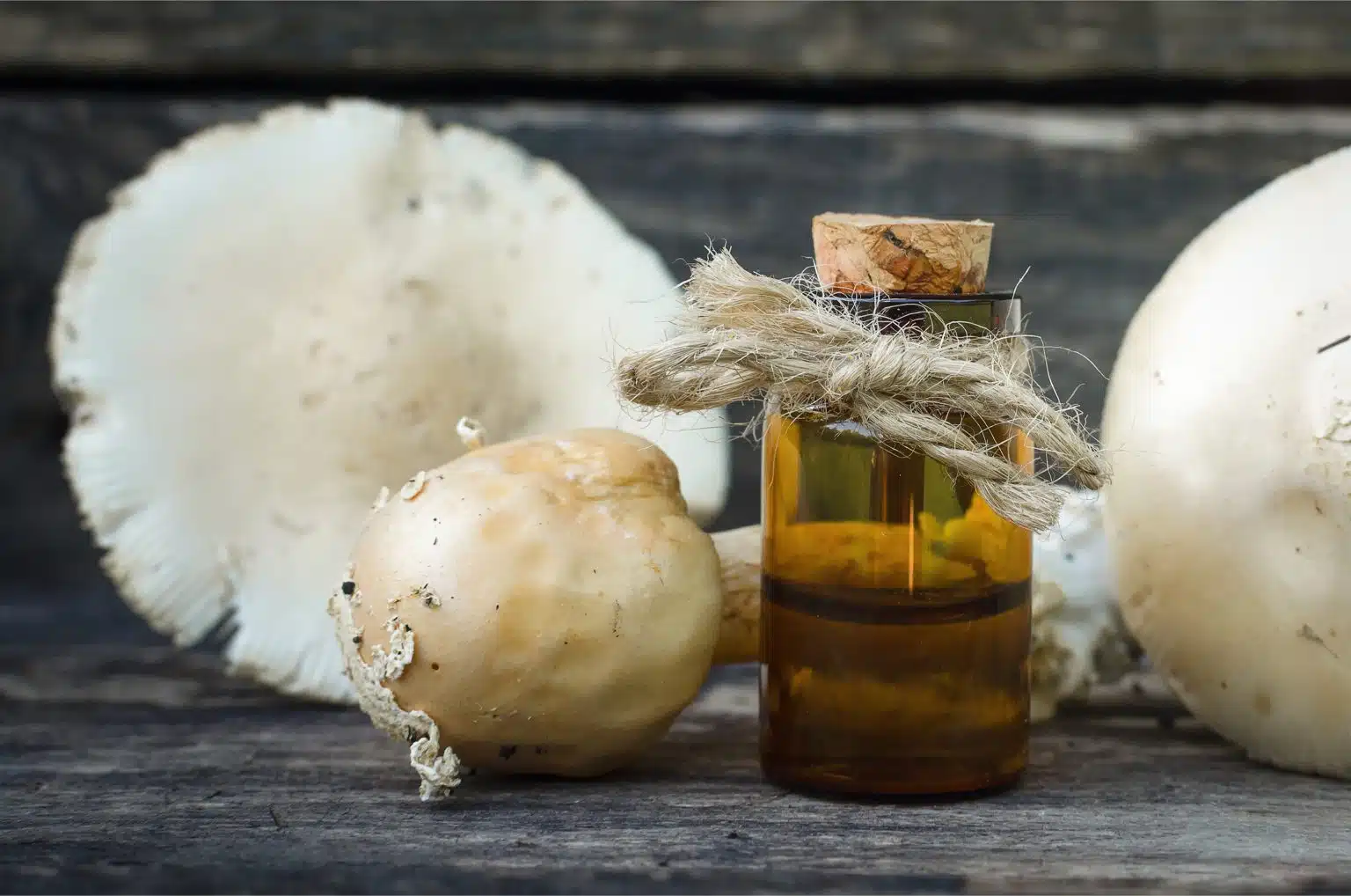 magic mushroom tinctures