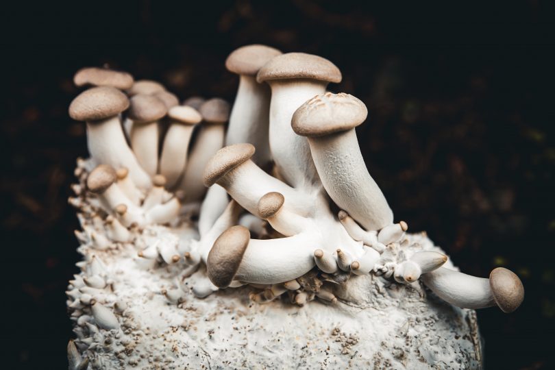 mushroom mycelium