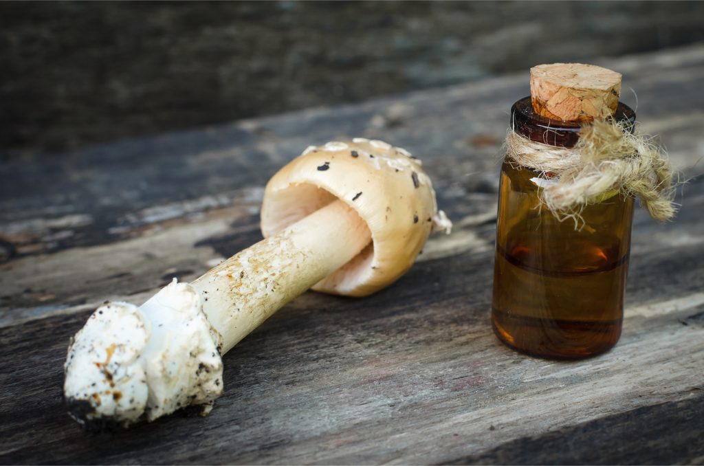 mushroom tincture