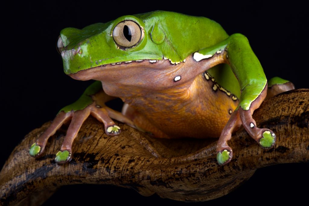 tree frogs - animals that get you high