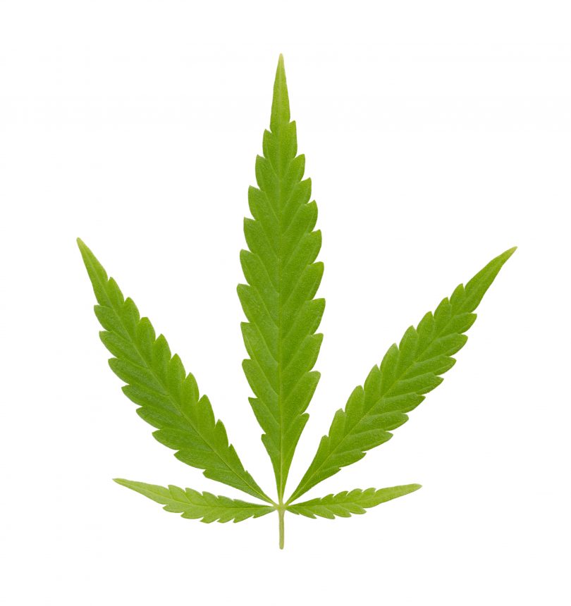 Cannabis ruderalis
