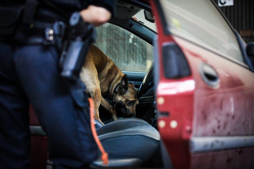 drug dogs psychedelics