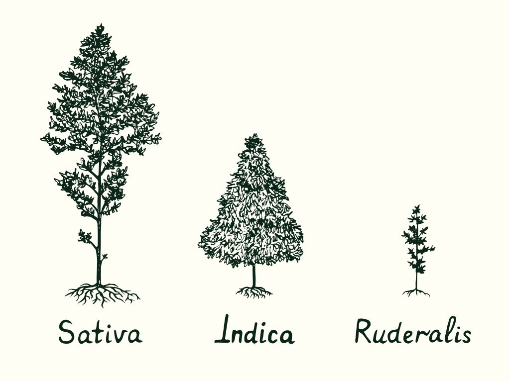 genus cannabis