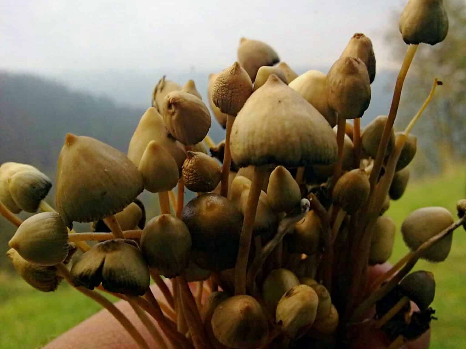 Jamaica At the Top of the Magic Mushrooms Tourism Game Cannadelics