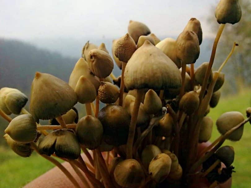 Jamaica At the Top of the Magic Mushrooms Tourism Game Cannadelics