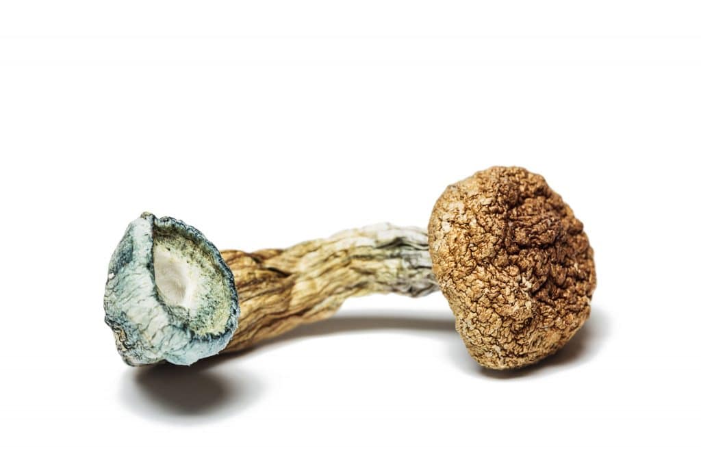 magic mushrooms lose weight