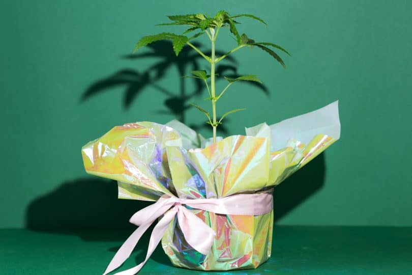 Thailand free marijuana plants
