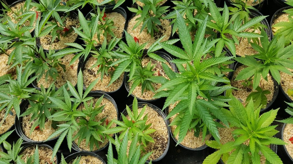 organic cultivation cannabis