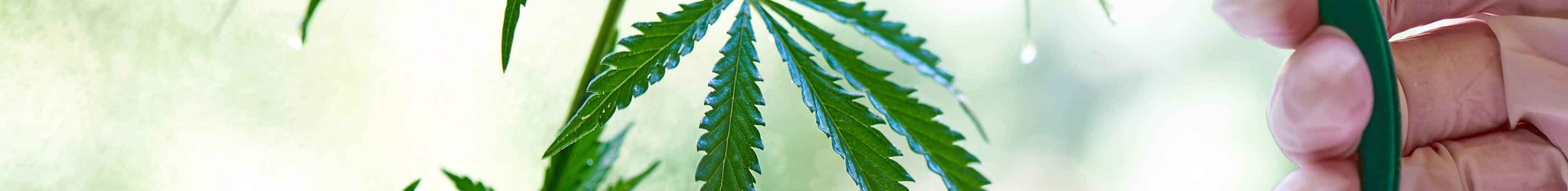 organic growing cannabis