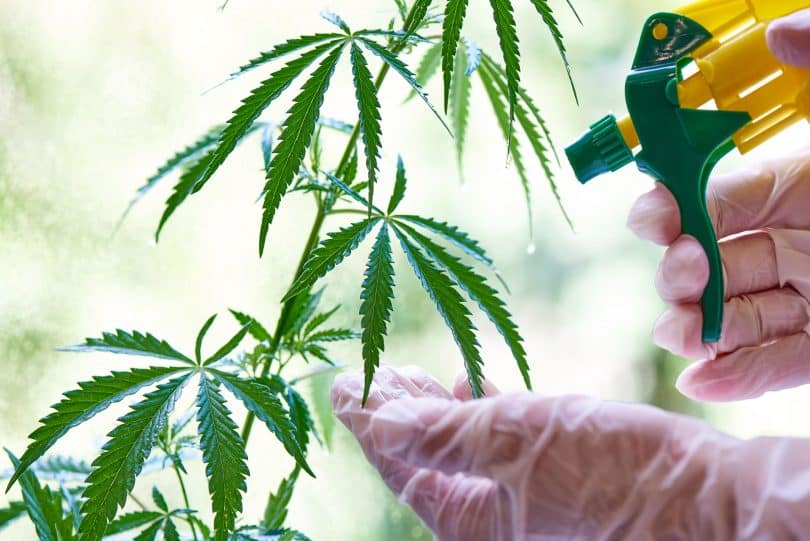 organic growing cannabis
