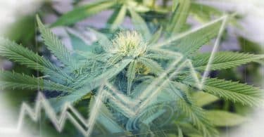 legal weed industry