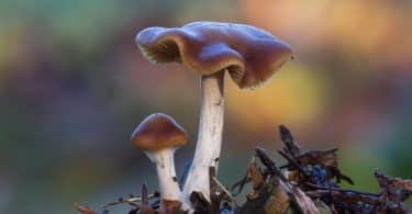 Psilocybe mushrooms
