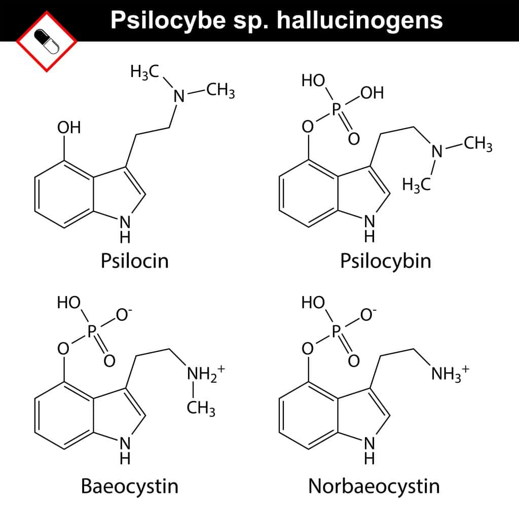Psilocybe psychedelic compounds