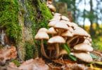 forage mushrooms