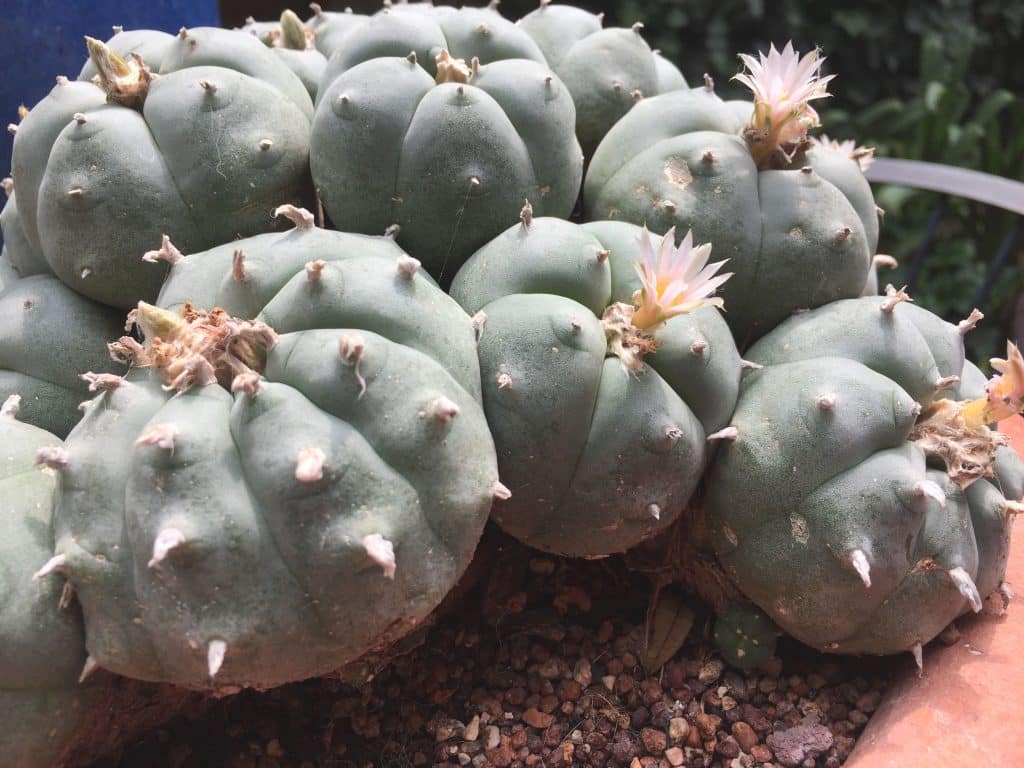 Mescaline-producing Peyote cactus