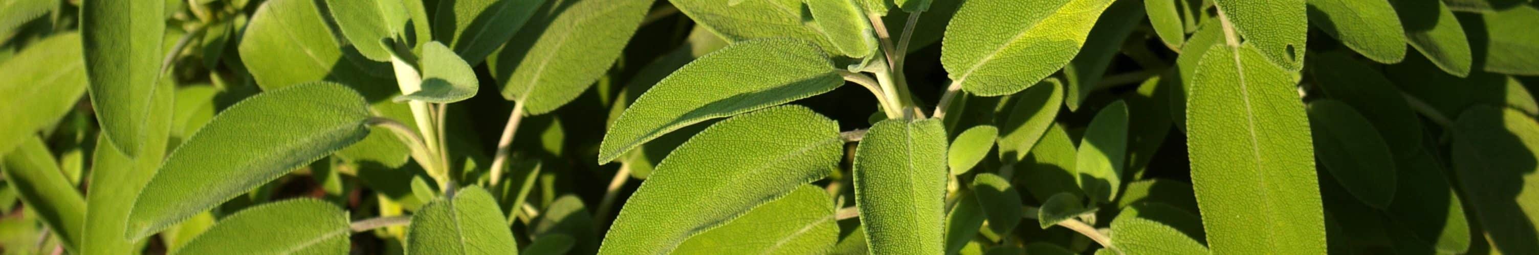 Salvia divinorum leaves