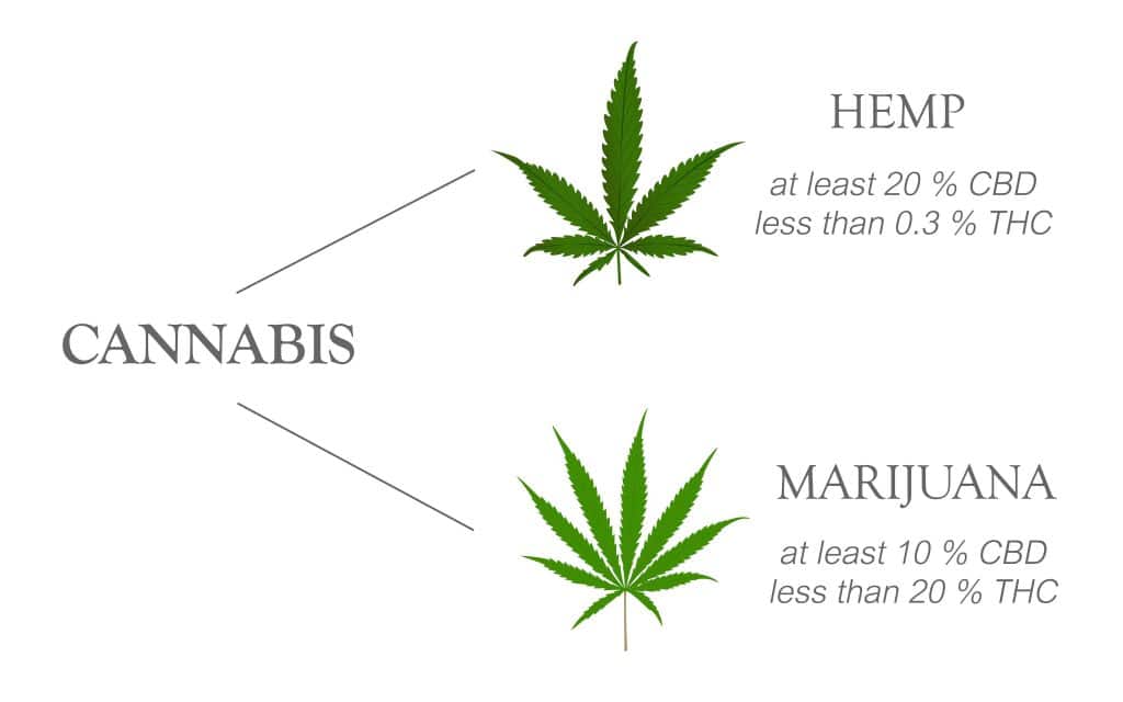 Hemp THC vs marijuana THC
