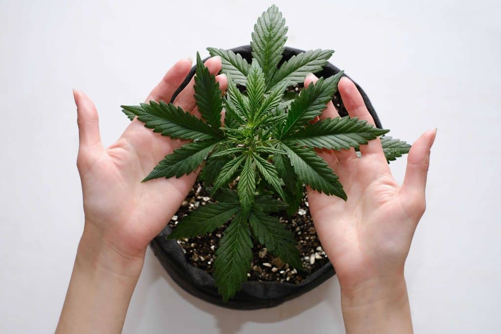 Home cultivation of recreational marijuana