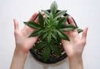 Home Cannabis Cultivation