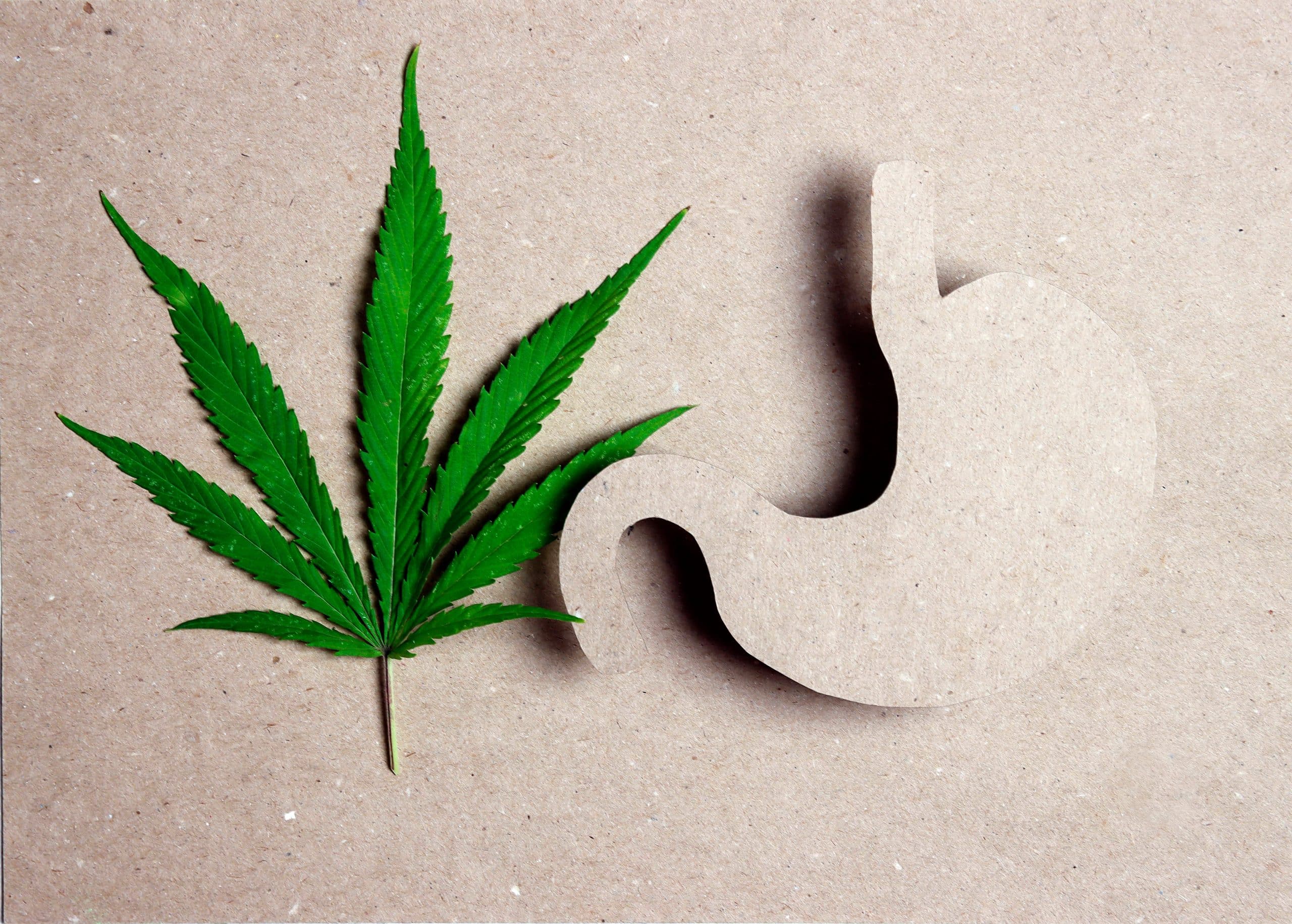 Can Cannabis Support Gastric Motility Disorders?