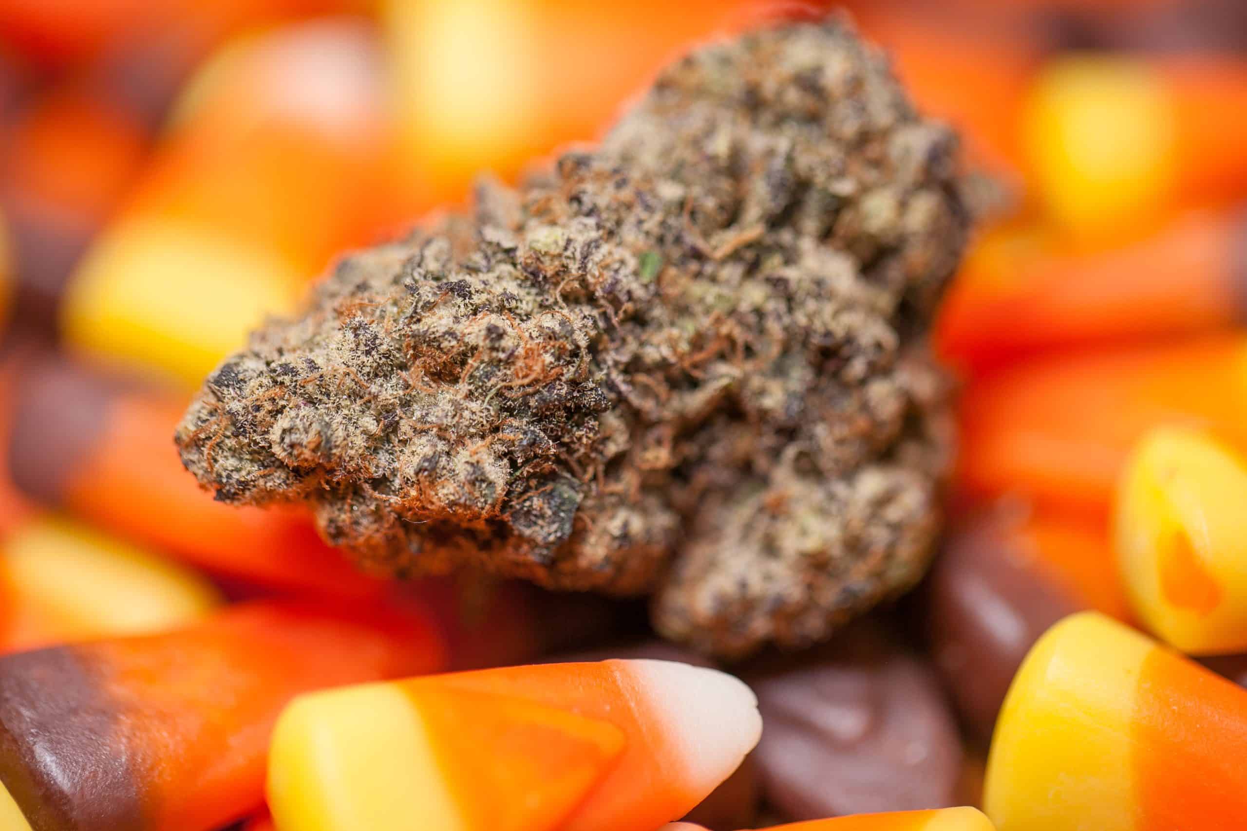 Celebrate Halloween with These Exciting Cannabis Product Deals!