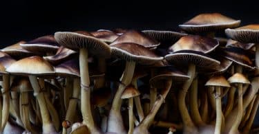 magic mushroom strains
