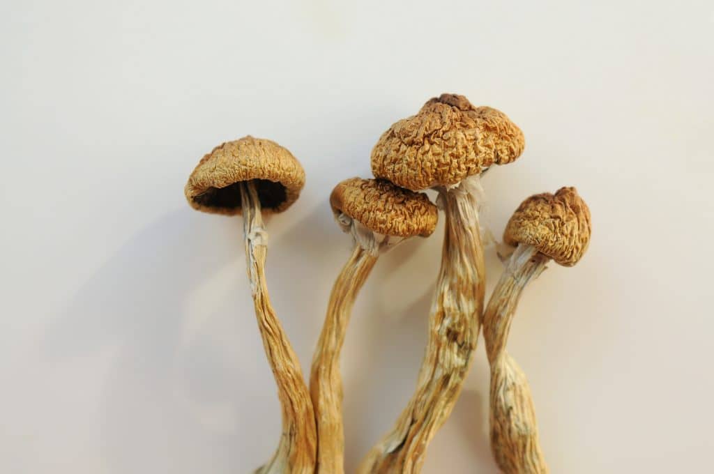psilocybin mushrooms and mushroom drugs
