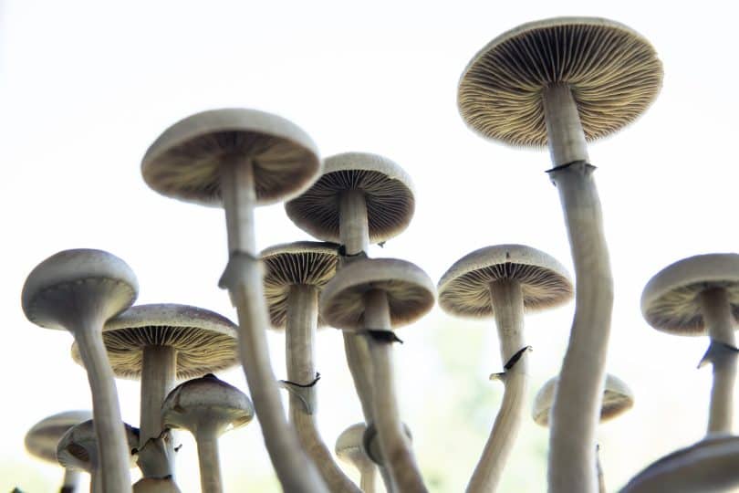 psilocybin mushrooms and mushroom drugs
