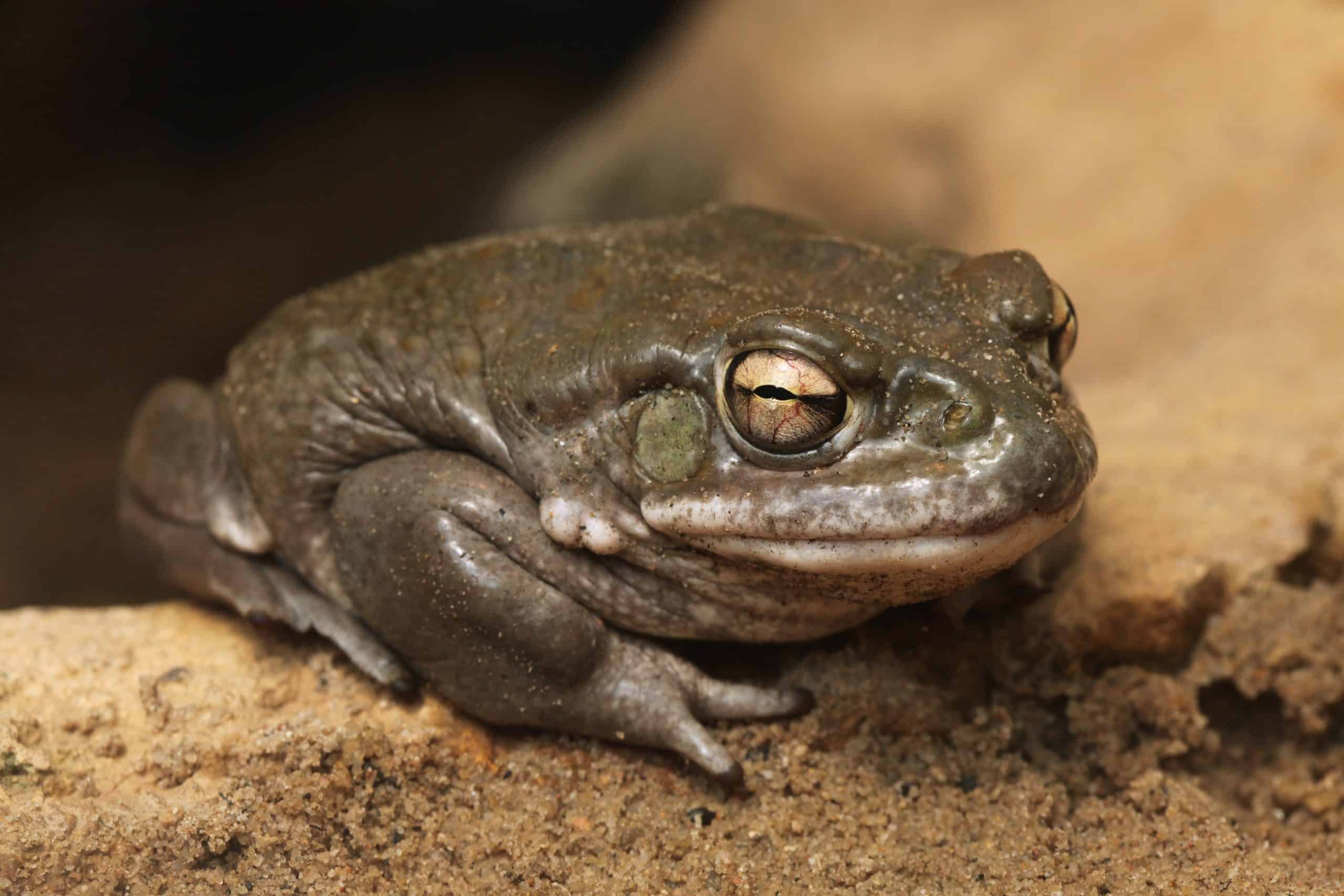 Private Practical experience: Why I Explained No to Toad Venom 
