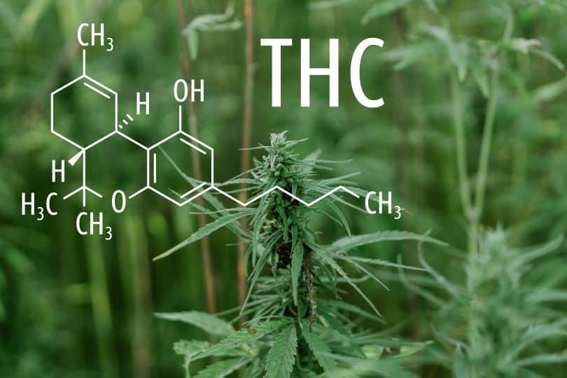 what is THC