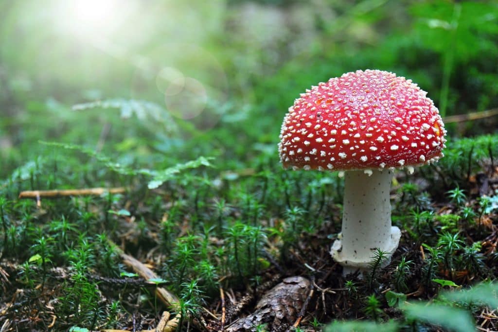 Old world magic mushrooms