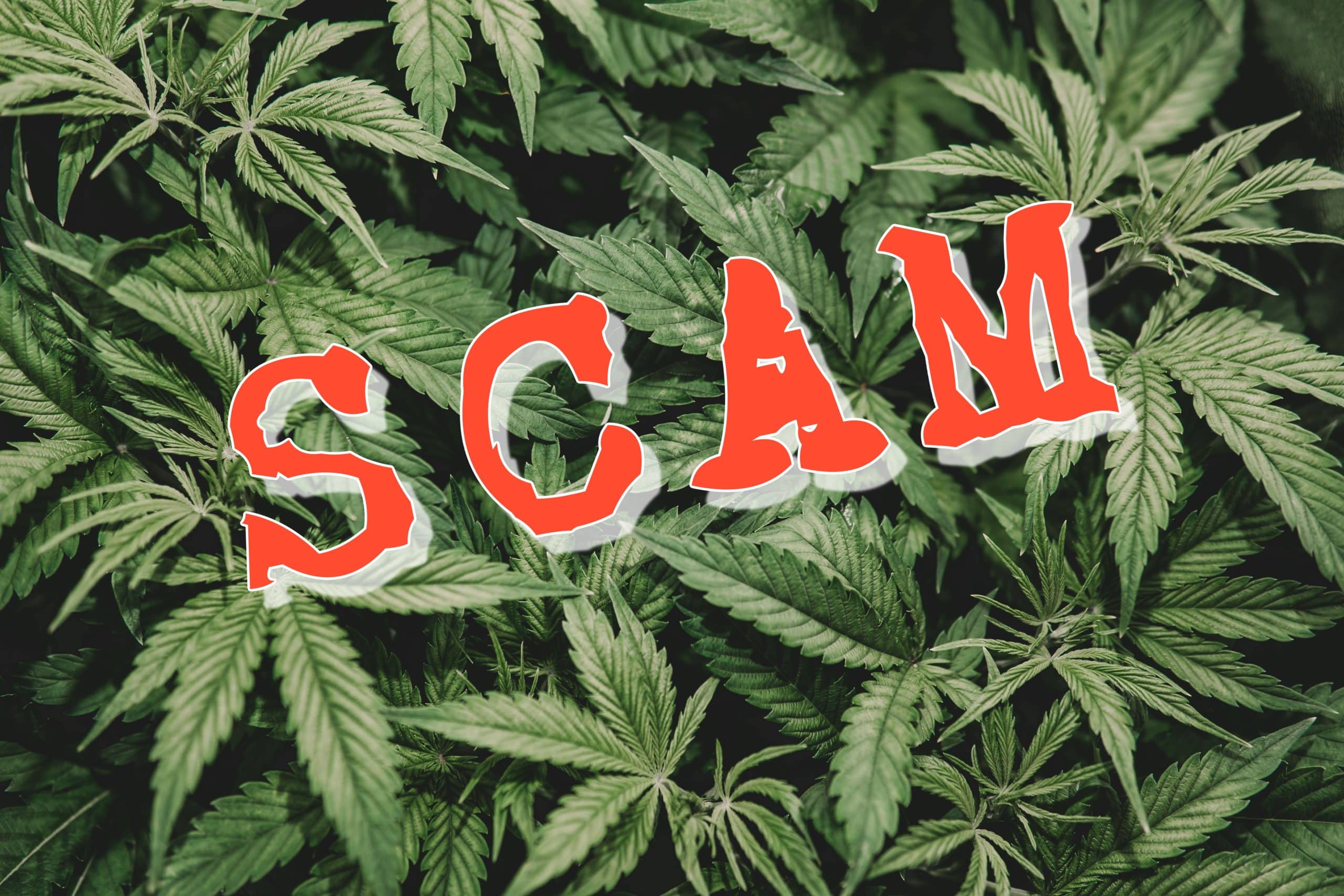 The Largest Scam in Cannabis Background: The Juicy Fields Circumstance