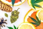 Can cannabis terpenes make you high?