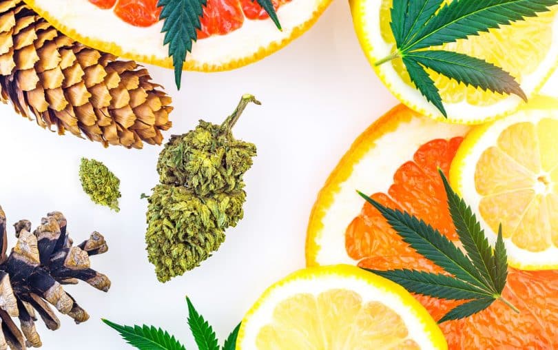 Can cannabis terpenes make you high?
