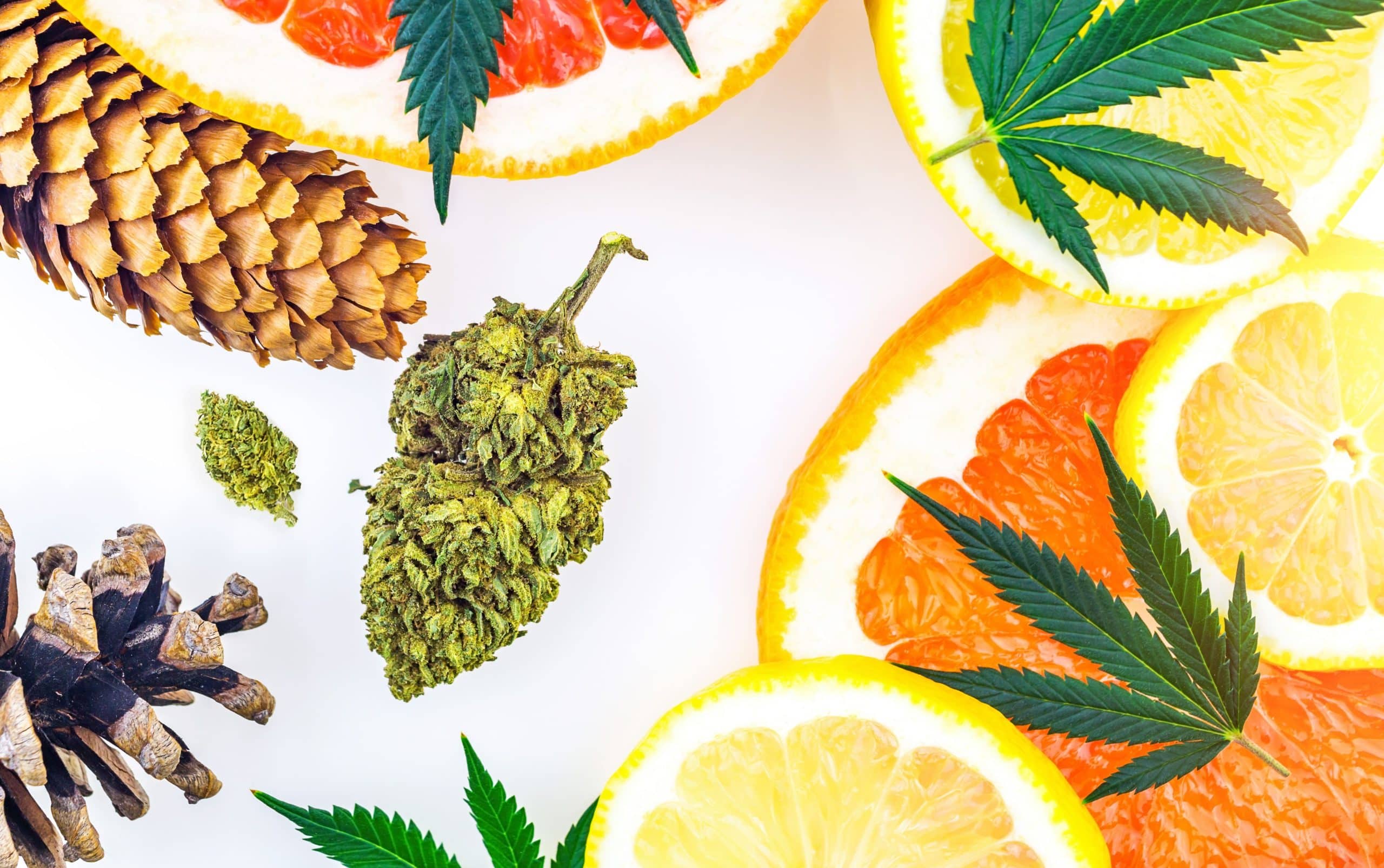 Can You Get Higher Off Terpenes? Maybe…