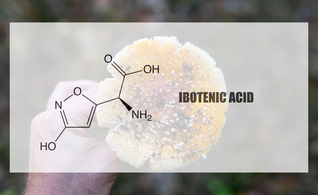 Ibotenic acid in fly agaric mushrooms