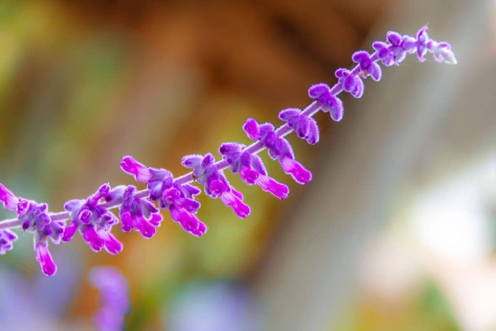 Salvia flowers