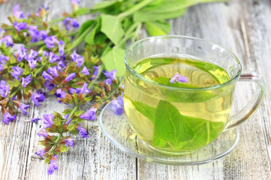 Salvia tea tips