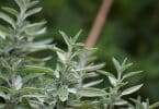 What do people say about salvia?