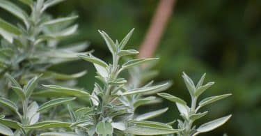 What do people say about salvia?