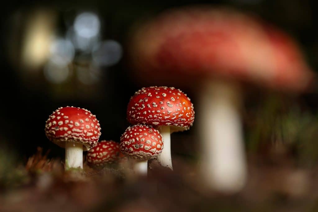 amanita muscaria illegal - global mushrooms legality