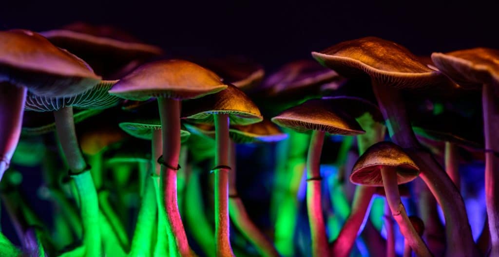 The Positives and Negatives of Magic Mushrooms, dream drugs