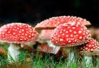 Amanita Mushroom Gummies