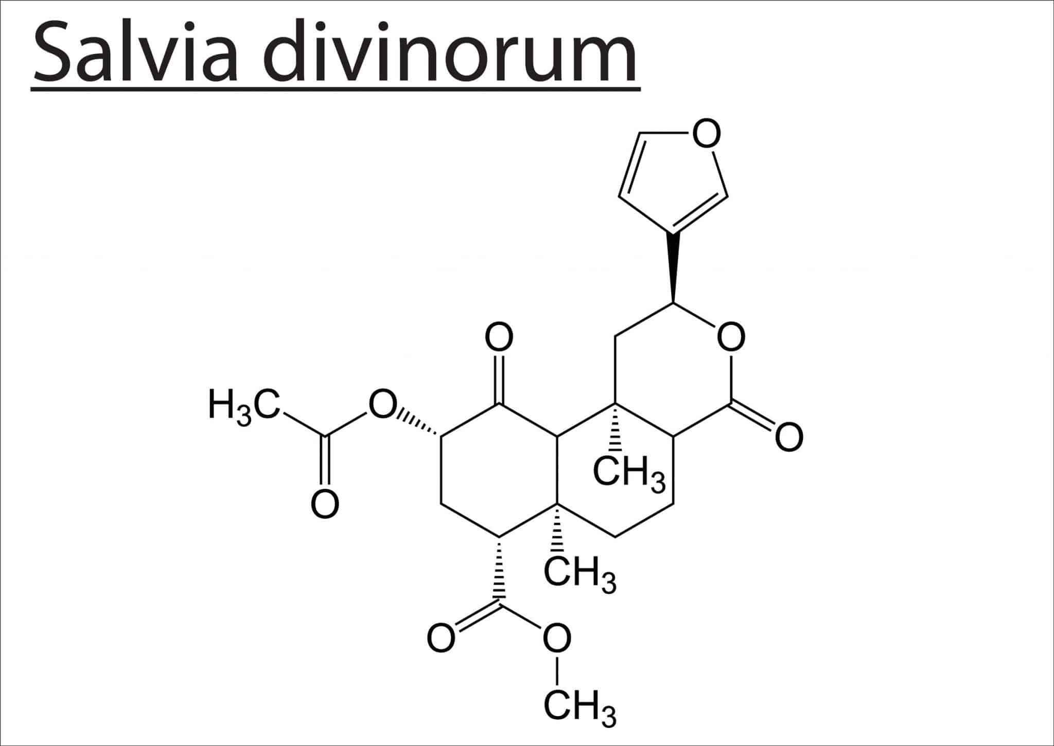 In Which US States Is Salvia Regulated Cannadelics