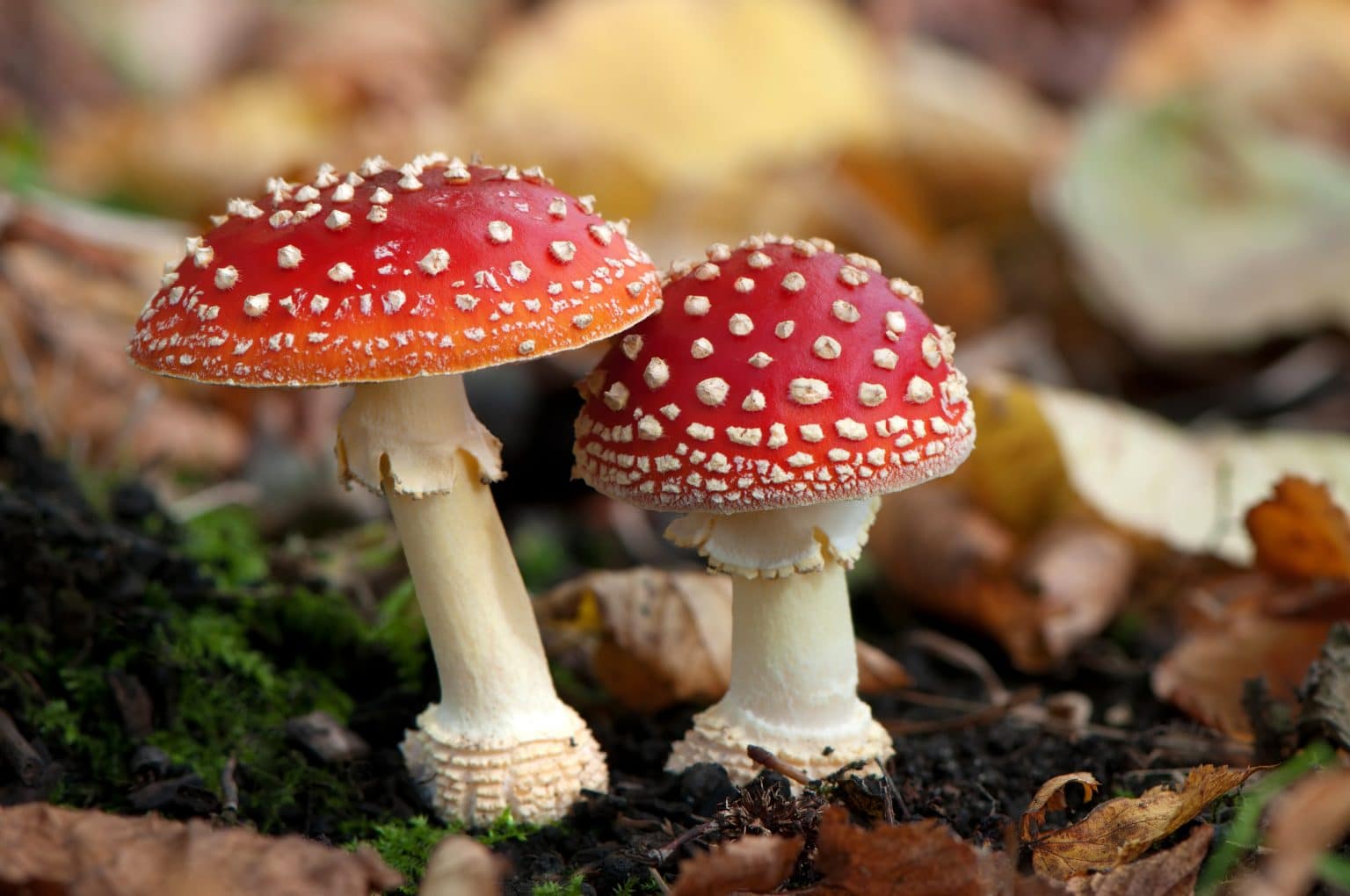 Beginner's Guide to Amanita Muscaria: What You Need to Know