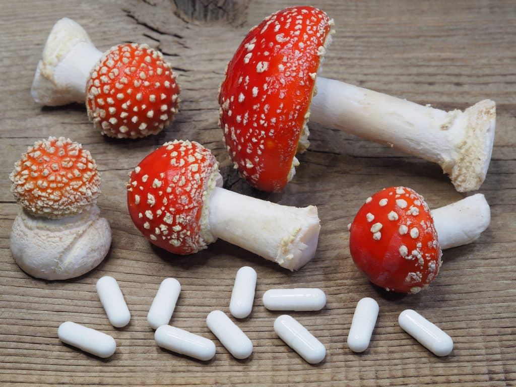 Amanita Muscaria Capsules for Microdosing Mushrooms - Beginner's Guide