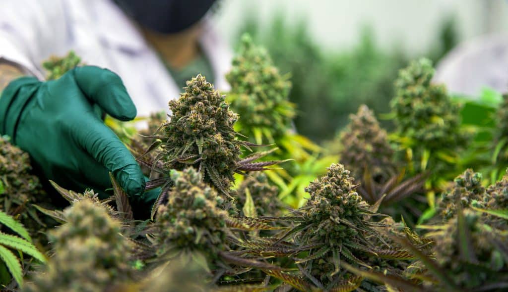 Reduced THC levels in Israel's Medical Cannabis Program