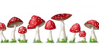 You can drink amanita mushroom pee to get high
