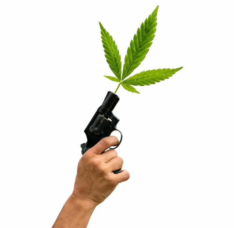 firearms cannabis