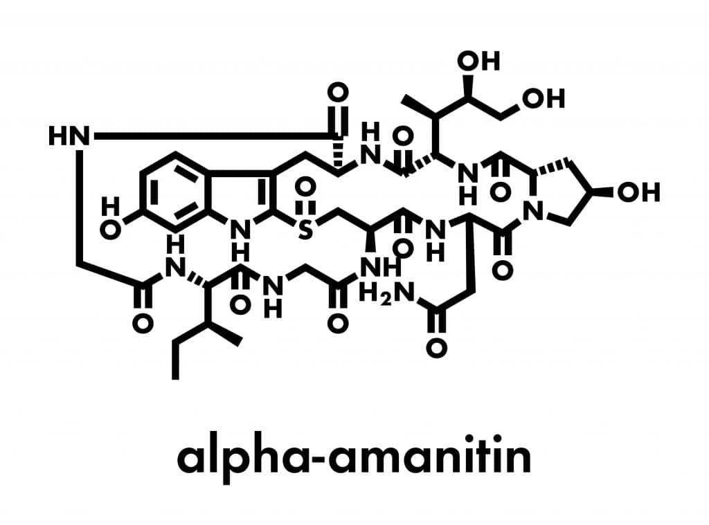 Alpha-amanitin, a deadly amatoxin related to mushroom deaths
